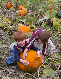 Tweites Family Farm, Pumpkin Patch, Corn Maze, Byron, Minnesota, Fun Park, Fall, Play, Kids, Family, Agritourism, Spookley, Groups, Food, Treats, Popcorn, Fudge, Hot Dogs, Rochester, Southeast Minnesota, Hwy 14, Dodge County, Pick Your Own, Pumpkin, Pre Picked, Old McGeezers Golf, Gem Mining, Duck Races, Picnic, Day Trip, Mayo Clinic, Olmsted County