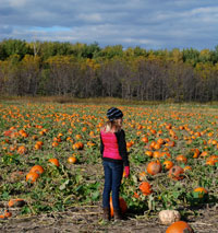 Tweites Family Farm, Pumpkin Patch, Corn Maze, Byron, Minnesota, Fun Park, Fall, Play, Kids, Family, Agritourism, Spookley, Groups, Food, Treats, Popcorn, Fudge, Hot Dogs, Rochester, Southeast Minnesota, Hwy 14, Dodge County, Pick Your Own, Pumpkin, Pre Picked, Old McGeezers Golf, Gem Mining, Duck Races, Picnic, Day Trip, Mayo Clinic, Olmsted County
