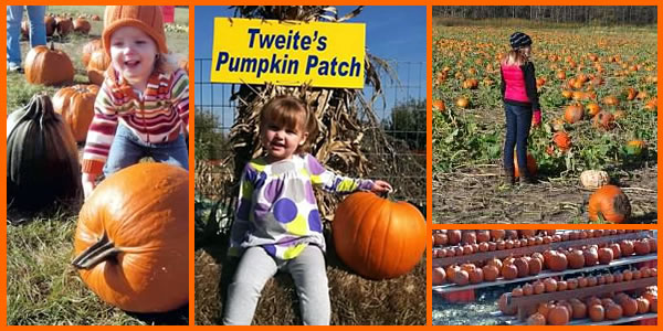 Tweite's Family Farm - Southeast Minnesota - Fall Fun.  Corn Maze.  Pumpkin Patch. Wagon Rides. Pick Your Own Pumpkin. Kid Fall Activities.  Fall Food.  Byron, Rochester, Kasson, Oronoco, Pine Island, Cannon Falls, Owatonna, Minneapolis, St. Paul